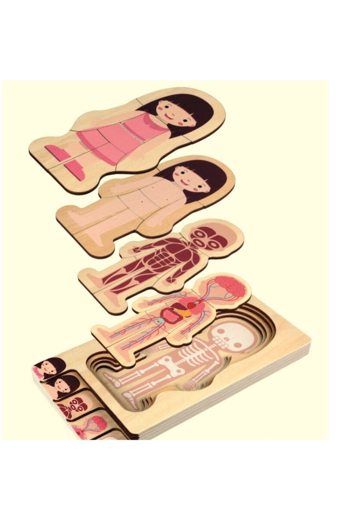 Ankebut Waldorf Kız Insan Vücudu Iskelet Yapısı Ahşap Renkli Yapboz Puzzle